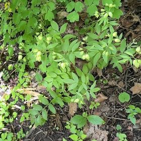 Photo of the plant species Spreading Jacob's Ladder by @SirOtanthus19 named Achilles on Greg, the plant care app