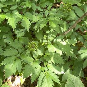 Photo of the plant species Black Baneberry by @SirOtanthus19 named Figyonce on Greg, the plant care app