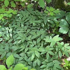 Photo of the plant species Common Solomon's Seal by @SirOtanthus19 named Marilyn on Greg, the plant care app