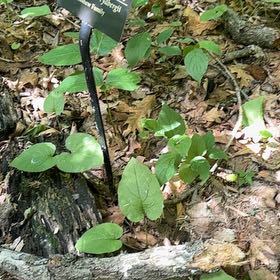 Photo of the plant species Great White Trillium by @SirOtanthus19 named Sahara on Greg, the plant care app