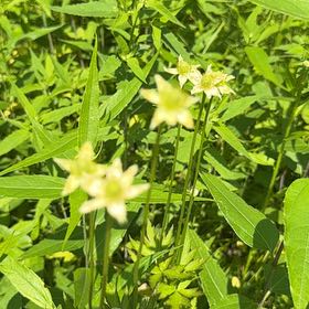 Photo of the plant species Fraser Meadow Garlic by @SirOtanthus19 named Navajo on Greg, the plant care app
