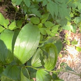 Photo of the plant species Solomon's Plume by @SirOtanthus19 named Winston on Greg, the plant care app