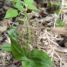Photo of the plant species Brown Widelip Orchid by @SirOtanthus19 named Shakira on Greg, the plant care app