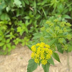 Photo of the plant species Golden Alexanders by @SirOtanthus19 named Diana on Greg, the plant care app