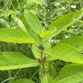 Photo of the plant species Alpine Honeysuckle by @SirOtanthus19 named Drake on Greg, the plant care app