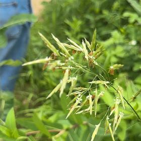 Photo of the plant species False Oat-Grass by @SirOtanthus19 named Tolkien on Greg, the plant care app
