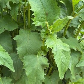 Photo of the plant species Cup Plant by @SirOtanthus19 named LiloStitch on Greg, the plant care app