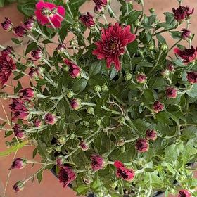 Photo of the plant species Carnation Clover by @BigtimeHeather named Mochi on Greg, the plant care app