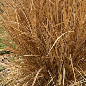Photo of the plant species Old Switch Panic Grass by @BigtimeHeather named Rihanna on Greg, the plant care app