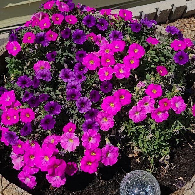 Photo of the plant species Lilacbush by @SoulfulTule66 named Harry on Greg, the plant care app