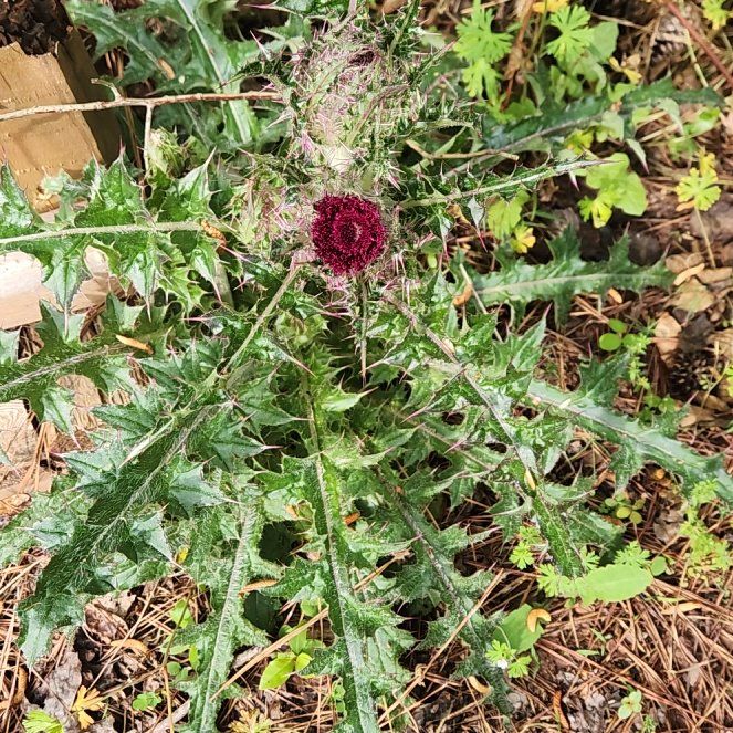 Photo of the plant species Nodding Thistle by @SuperLuckyred92 named Scarlett on Greg, the plant care app