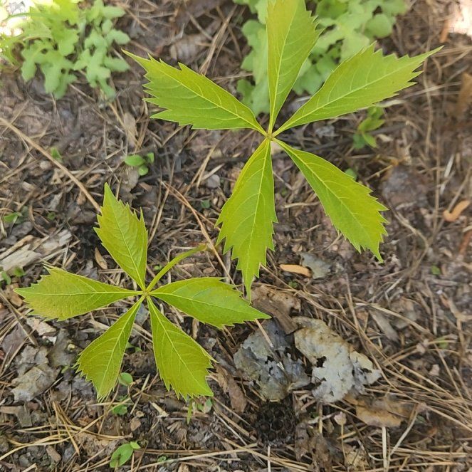 Photo of the plant species Virginia Creeper by @SuperLuckyred92 named Bella on Greg, the plant care app