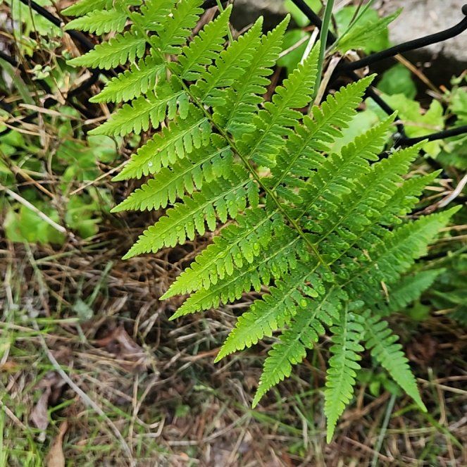 Photo of the plant species Cinnamon Fern by @SuperLuckyred92 named Einstein on Greg, the plant care app