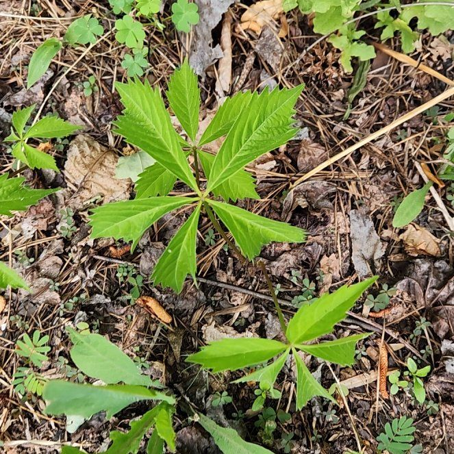 Photo of the plant species Paradise Plant by @SuperLuckyred92 named Messi on Greg, the plant care app