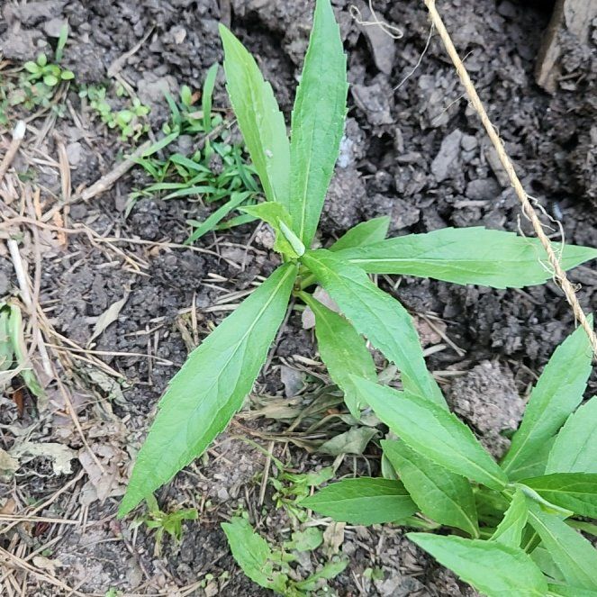 Photo of the plant species False Daisy by @SuperLuckyred92 named Michelle Branch on Greg, the plant care app