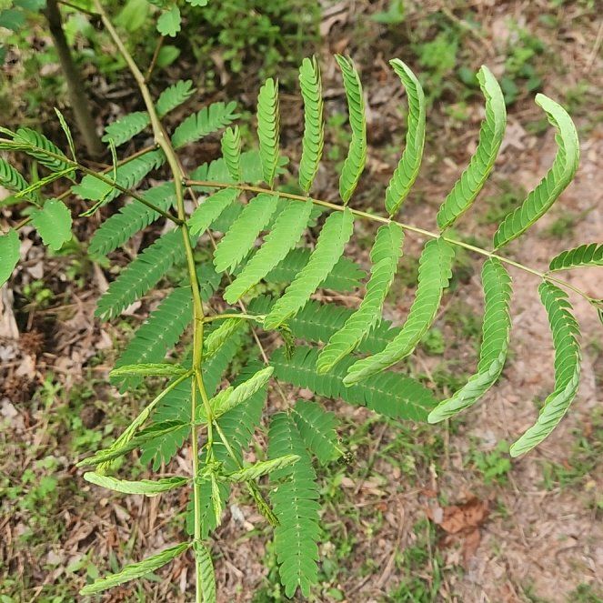 Photo of the plant species Smooth Sumac by @SuperLuckyred92 named Delilah on Greg, the plant care app