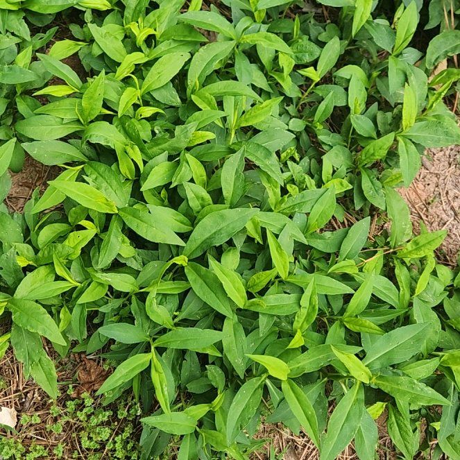 Photo of the plant species Persicaria Longiseta by @SuperLuckyred92 named Diana on Greg, the plant care app