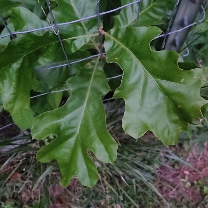 Photo of the plant species Black Oak by @SuperLuckyred92 named Darwin on Greg, the plant care app