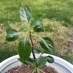 Photo of the plant species Parrot Impatiens by @BuffCorn2 named Alex on Greg, the plant care app