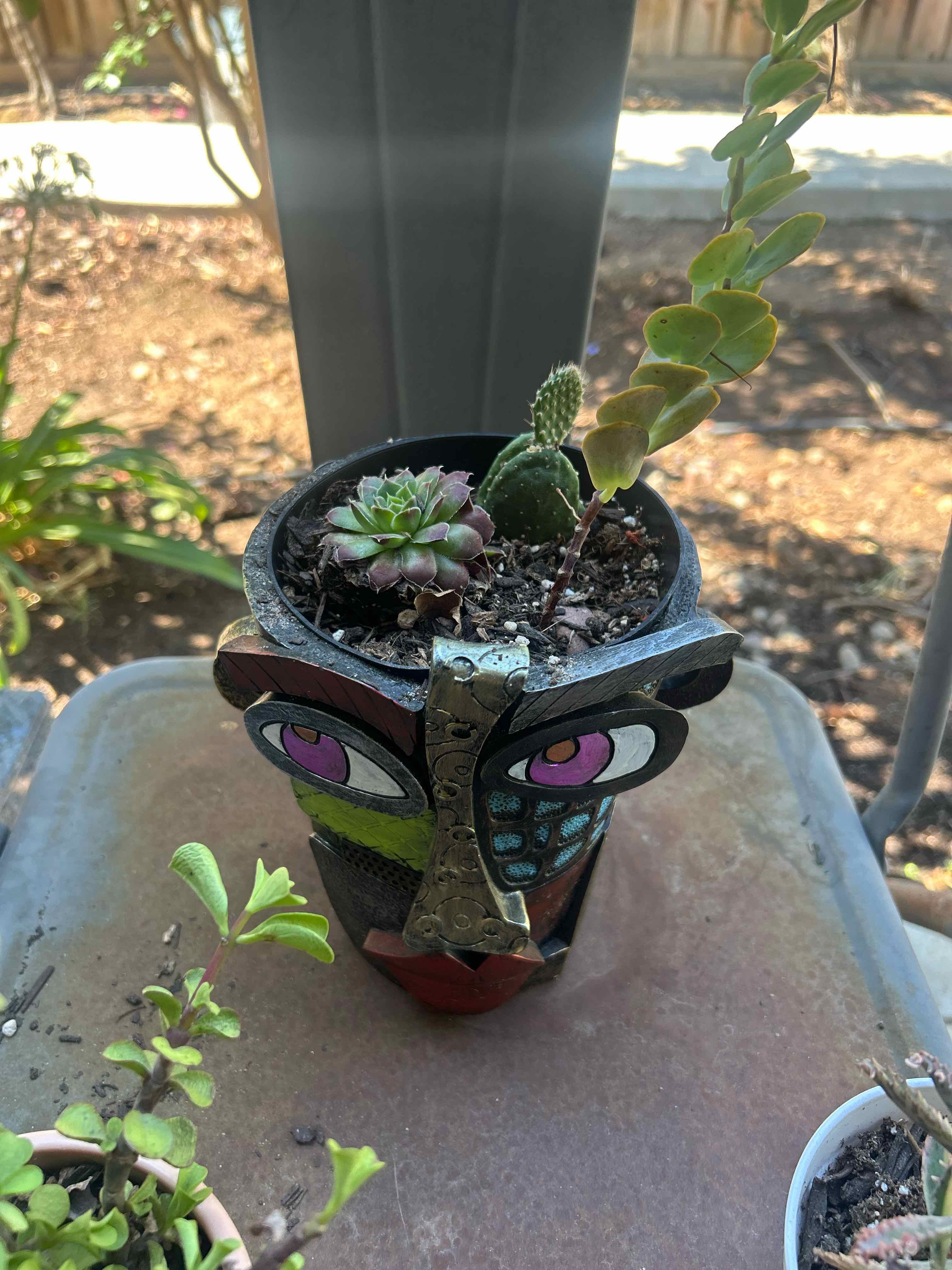 Photo of the plant species Jovibarba by @Arniepie named Jovi joe Jo jr shabadoo on Greg, the plant care app