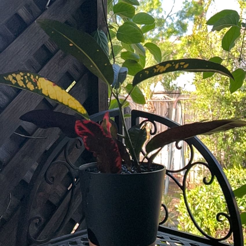 Photo of the plant species Red Croton by @Arniepie named Carl Carlson Croton on Greg, the plant care app