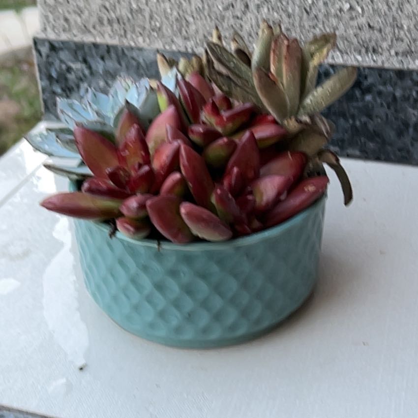 Photo of the plant species Sedum 'Firestorm' by @Arniepie named Big red on Greg, the plant care app