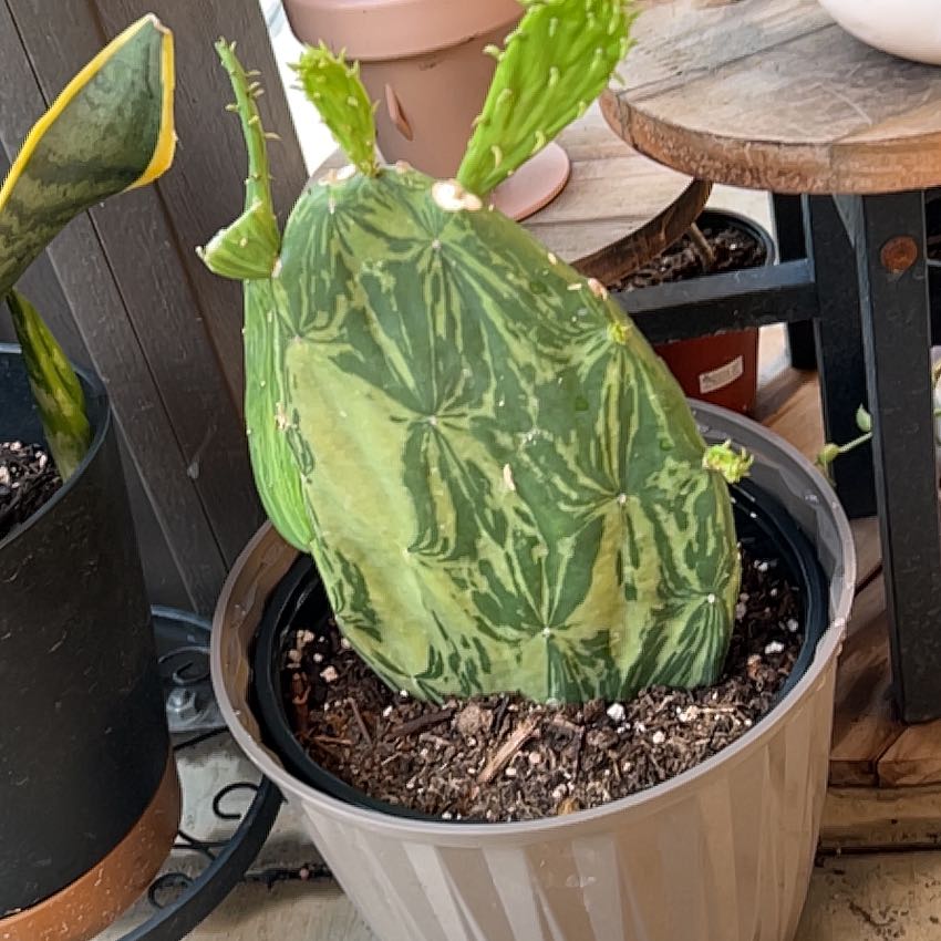 Photo of the plant species Variegated Prickly Pear Cactus by @Arniepie named Baloo on Greg, the plant care app