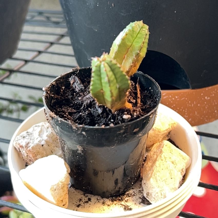 Photo of the plant species Euphorbia anoplia by @Arniepie named Nicki on Greg, the plant care app