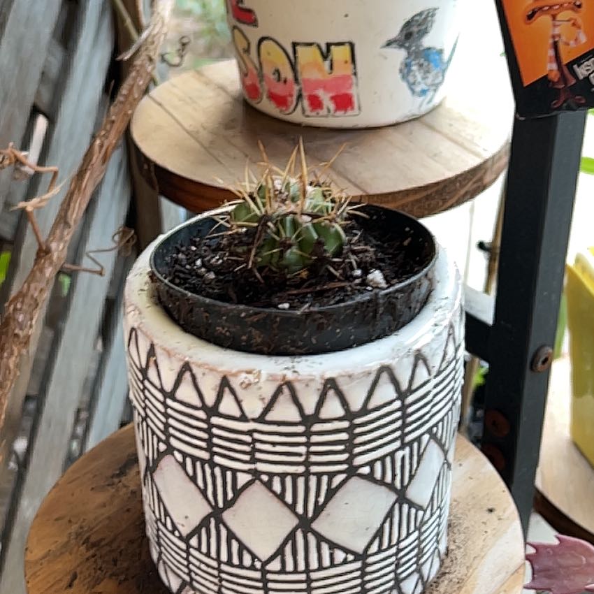 Photo of the plant species Melocactus azureus by @Arniepie named K-nut on Greg, the plant care app