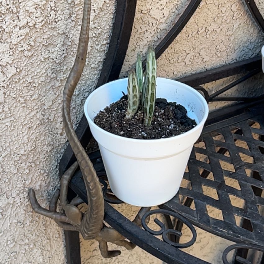Photo of the plant species Pickle plant by @Arniepie named Pickle Riiiiick on Greg, the plant care app