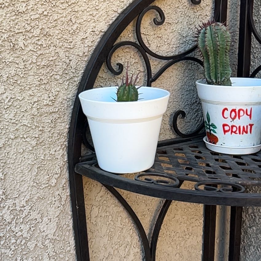 Photo of the plant species Euphorbia ferox by @Arniepie named Daphne on Greg, the plant care app