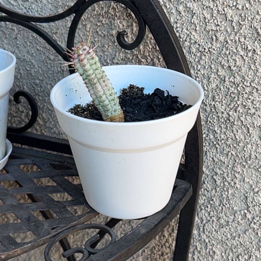 Photo of the plant species Corncob Cactus by @Arniepie named John Redcoen on Greg, the plant care app