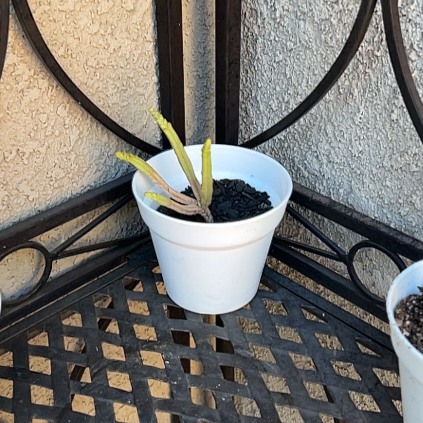 Photo of the plant species Watch Chain by @Arniepie named Cogsworth on Greg, the plant care app