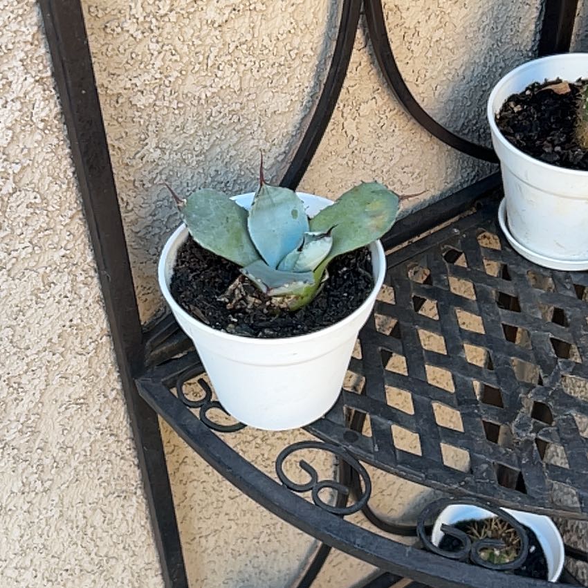 Photo of the plant species Agave Parryi by @Arniepie named Mateo on Greg, the plant care app