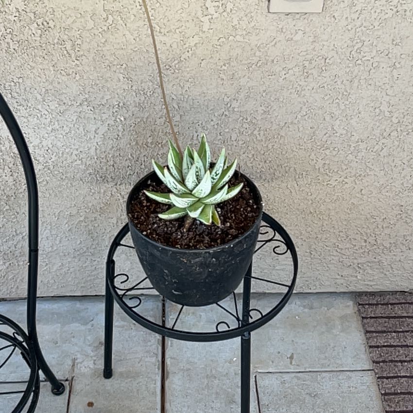 Photo of the plant species Gasteria 'Little Warty' by @Arniepie named Sproutacus on Greg, the plant care app