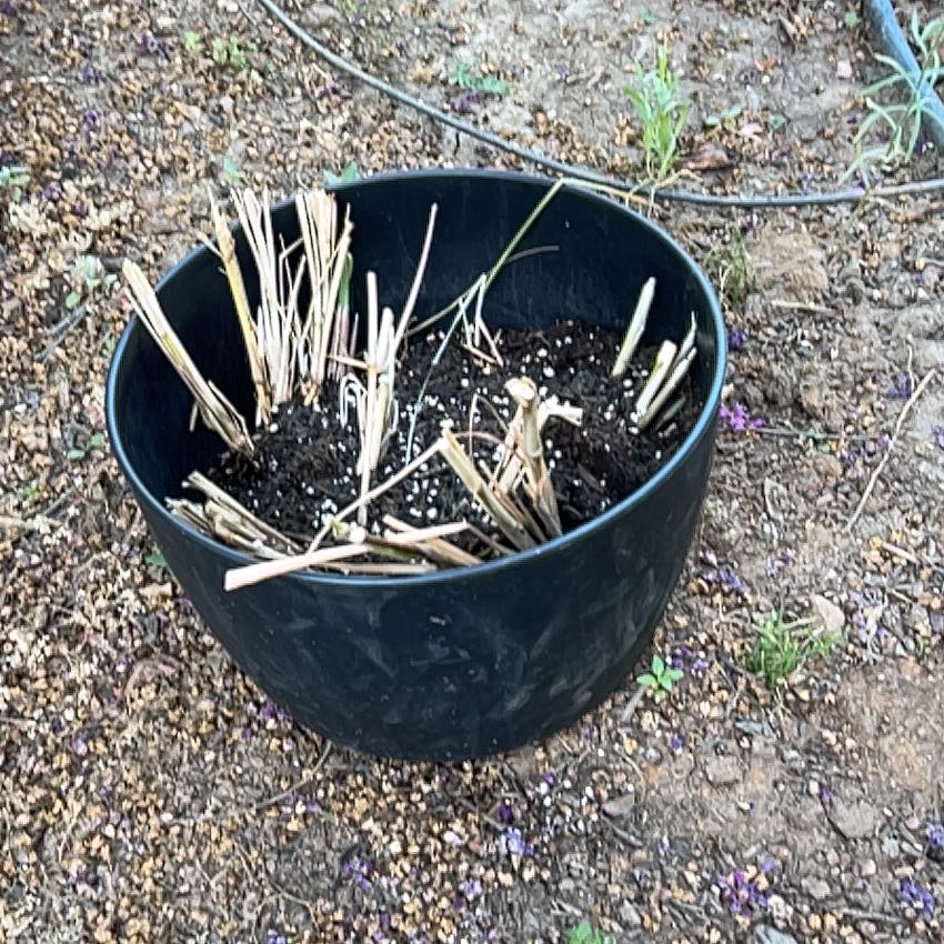 Photo of the plant species Crimson Fountaingrass by @Arniepie named Kylie on Greg, the plant care app