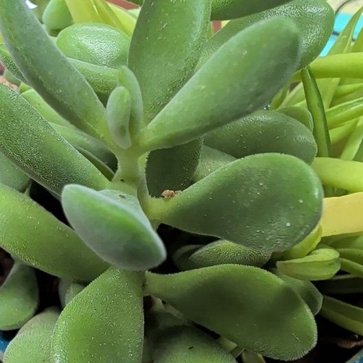 Photo of the plant species Crassula rogersii by @StaunchPeony22 named Maya on Greg, the plant care app