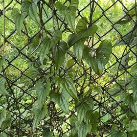 Photo of the plant species Chinese Yam by @ShinyHopsedge54 named Rainier on Greg, the plant care app