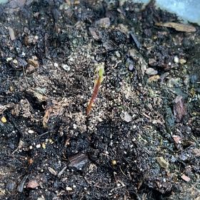 Photo of the plant species Avacodo Plant by @ShowyCalamondin named Gobi on Greg, the plant care app