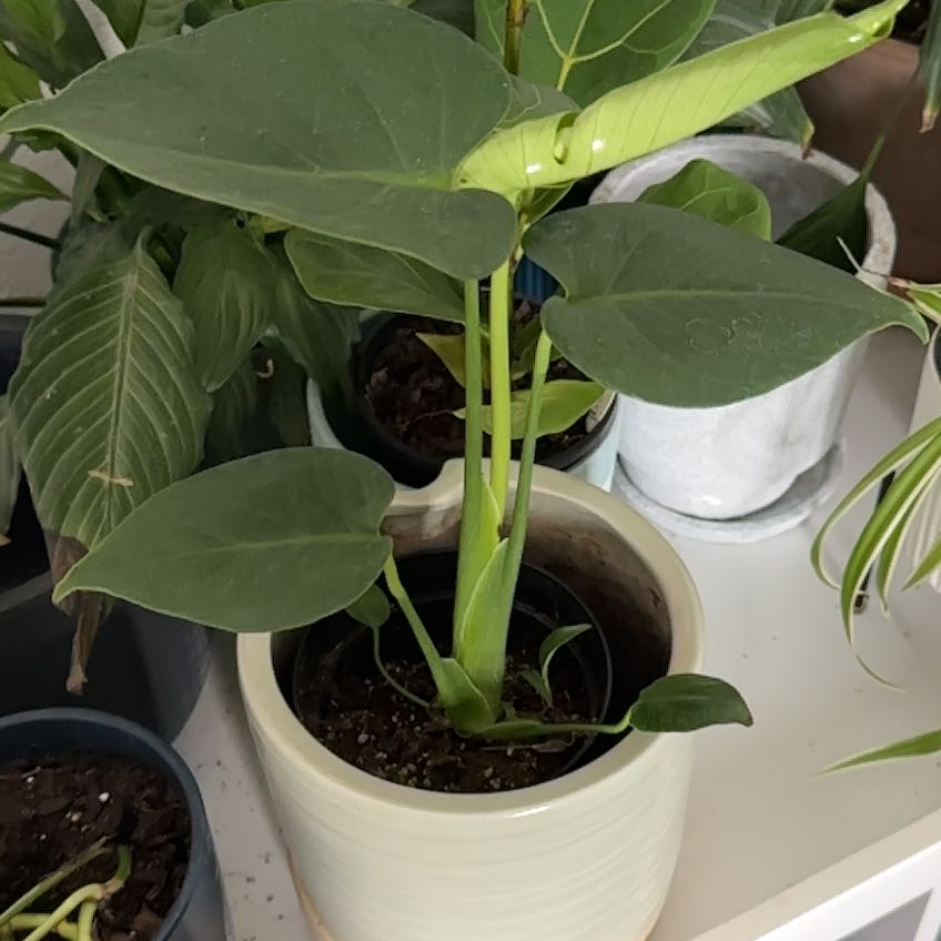 Photo of the plant species Monstera deliciosa var. sierrana by @miamollie named Muhammad Ali on Greg, the plant care app