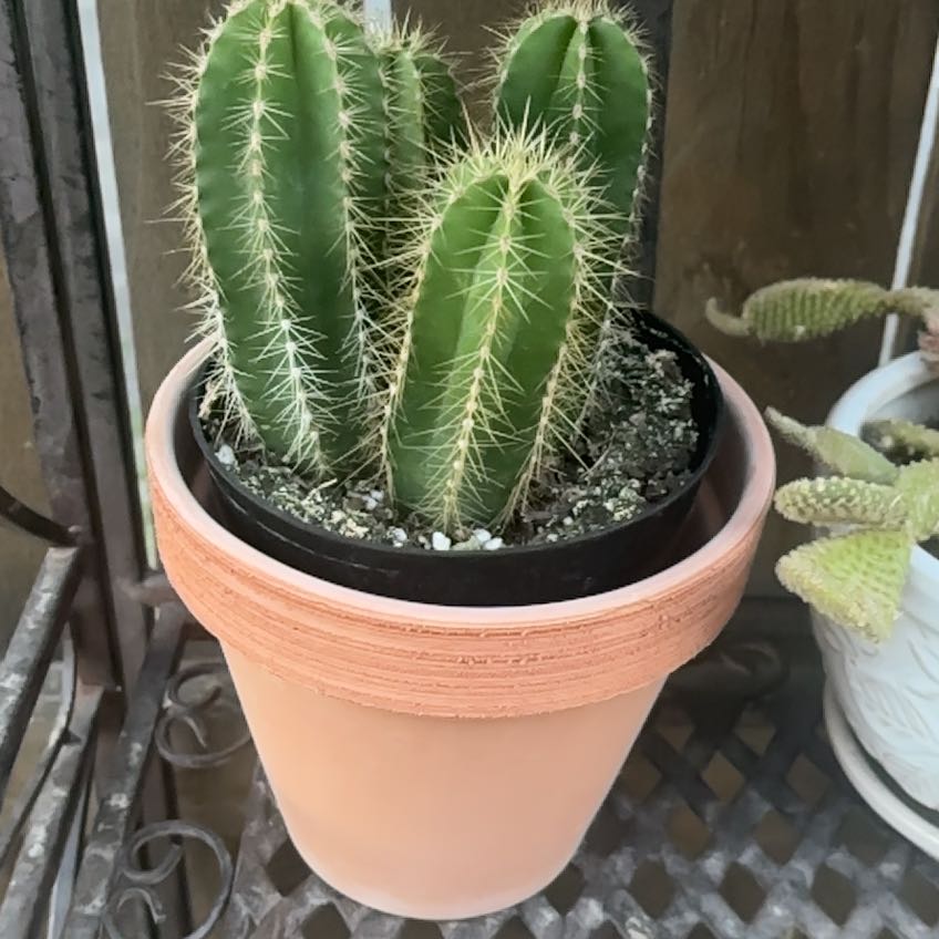 Photo of the plant species Stenocereus dumortierii by @HeirWaterfern51 named Ronaldo on Greg, the plant care app