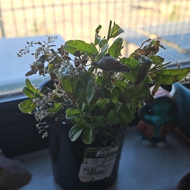 Photo of the plant species Forget Me Not Hydrangea by @SteppeDancer named Delilah on Greg, the plant care app