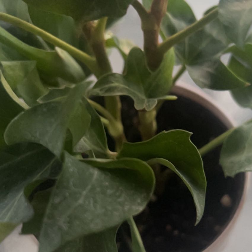 Photo of the plant species Beach Morning-Glory by @GourmetBagpod82 named Maya on Greg, the plant care app