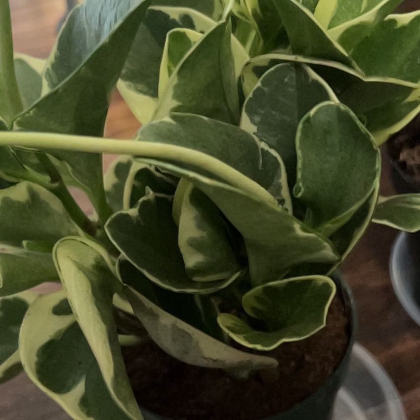 Photo of the plant species Peperface by @SoulfullyBlue62 named Pepperoni on Greg, the plant care app