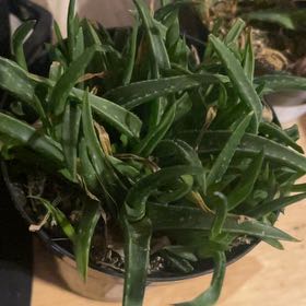 Photo of the plant species Aloe Hybrid by @LoyalBluebean19 named Winston on Greg, the plant care app