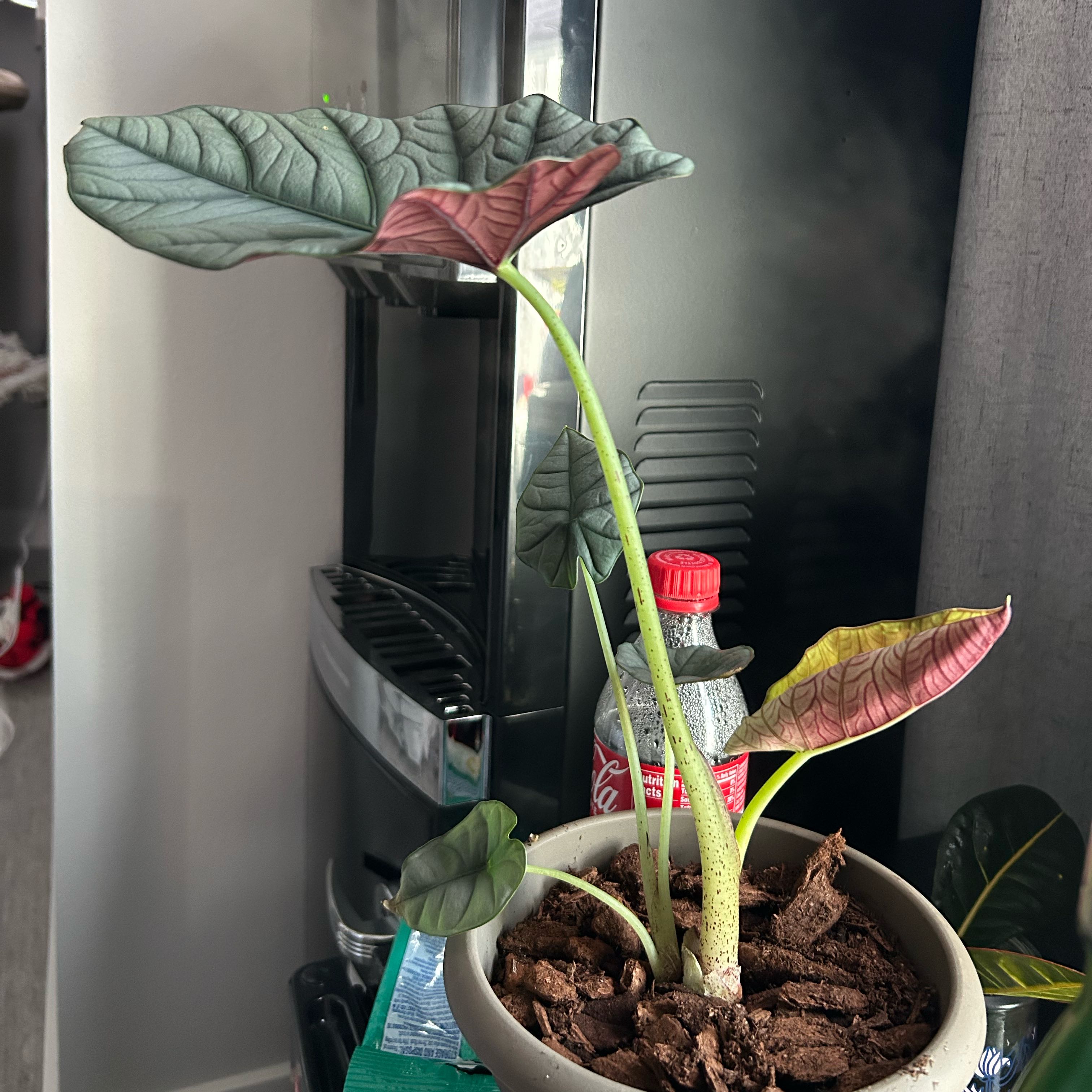 Photo of the plant species alocasia nebula by @FitBrandegea55 named Planty on Greg, the plant care app