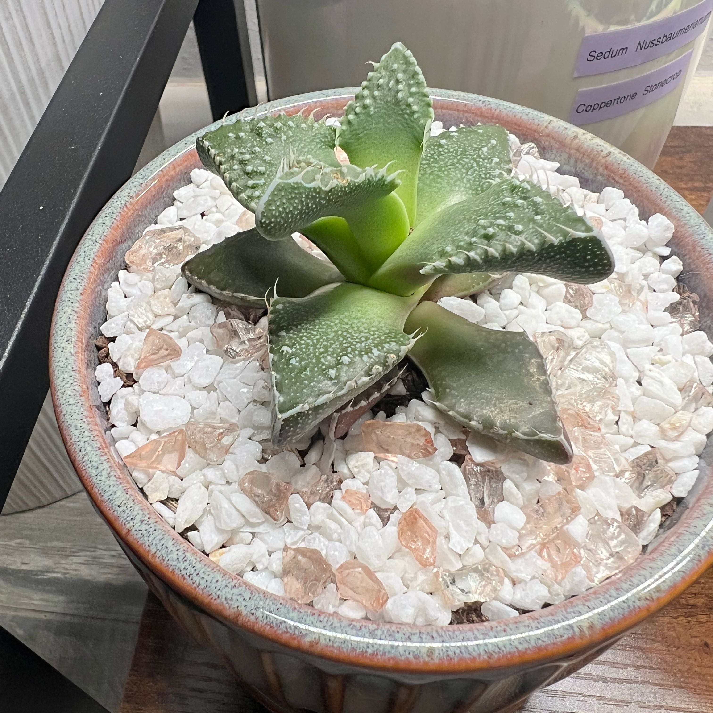 Photo of the plant species Faucaria felina by @CerebralBonsi84 named Robert Plant on Greg, the plant care app