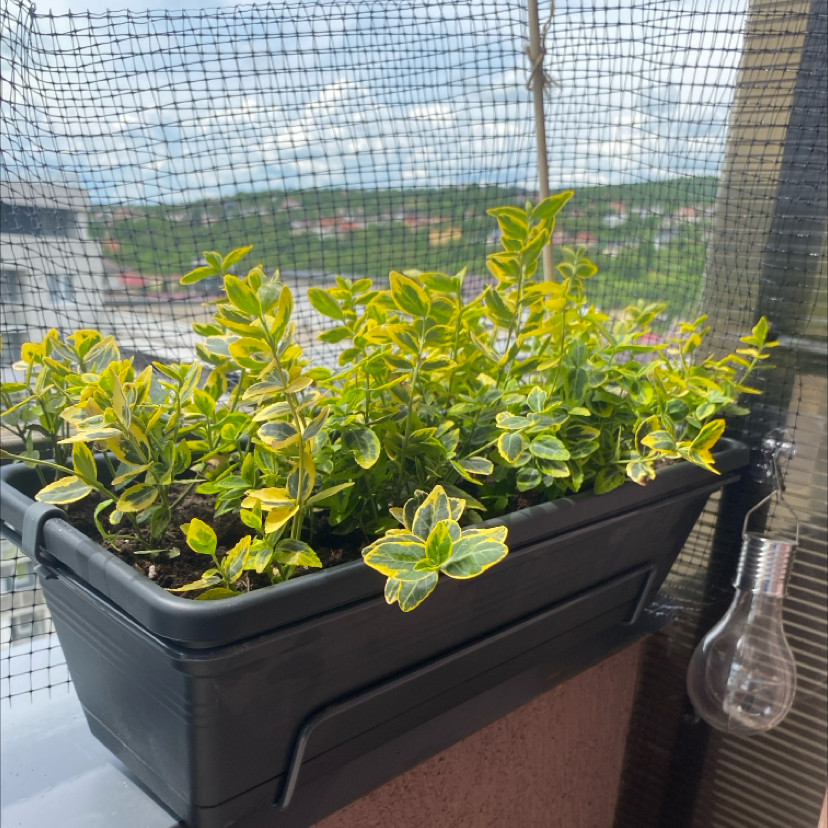 Photo of the plant species Golden Euonymus by @SportMockoyster named Fernie Mercury on Greg, the plant care app
