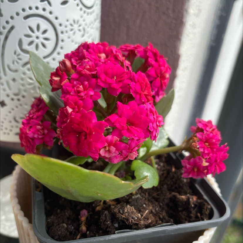 Photo of the plant species Flaming Katy 'Ares' by @SportMockoyster named Xena on Greg, the plant care app