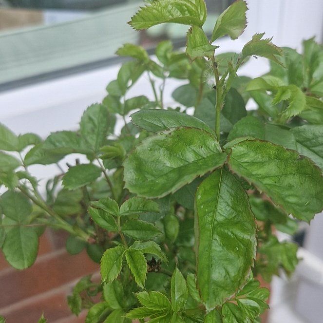 Photo of the plant species Small-Leaved Sweet Briar by @AthleteLentil76 named ChloroPhil on Greg, the plant care app